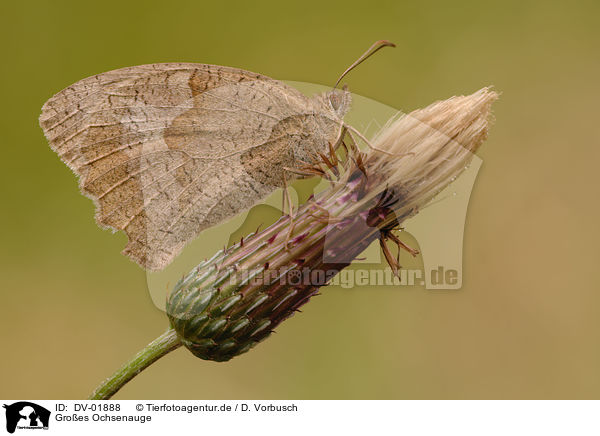 Groes Ochsenauge / meadow brown butterfly / DV-01888