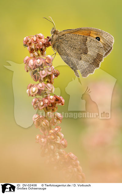 Groes Ochsenauge / meadow brown butterfly / DV-02406