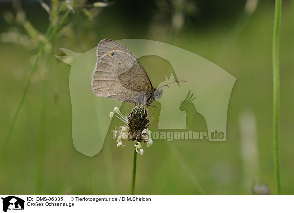 Groes Ochsenauge / meadow brown butterfly / DMS-06335