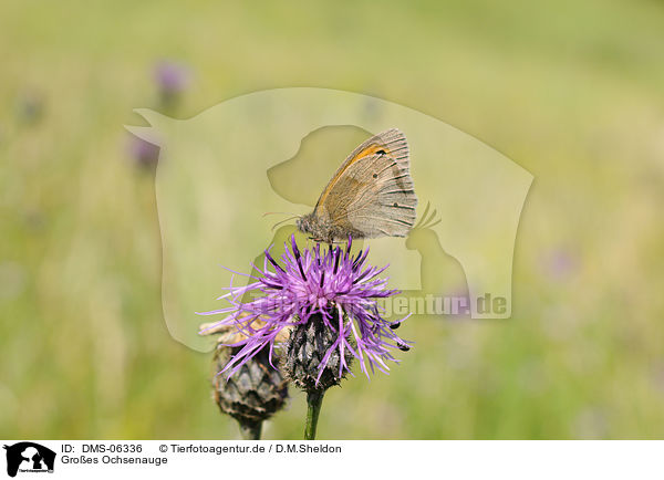 Groes Ochsenauge / meadow brown butterfly / DMS-06336