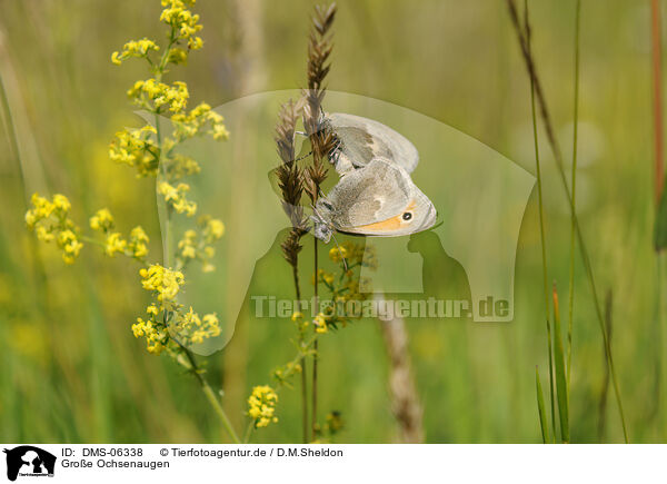 Groe Ochsenaugen / meadow brown butterflies / DMS-06338