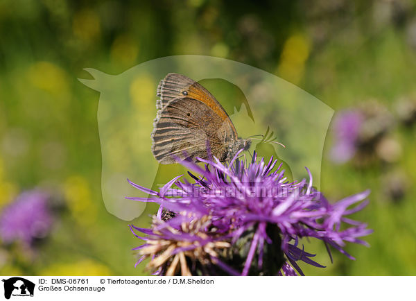 Groes Ochsenauge / meadow brown butterfly / DMS-06761