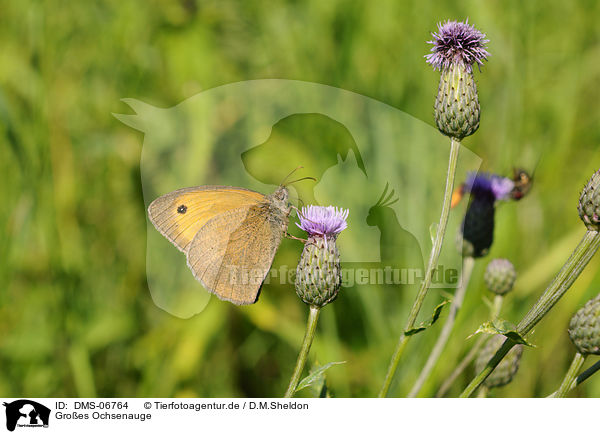 Groes Ochsenauge / meadow brown butterfly / DMS-06764