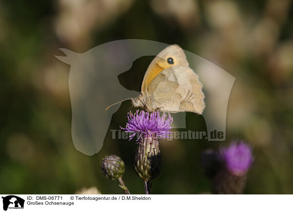 Groes Ochsenauge / meadow brown butterfly / DMS-06771