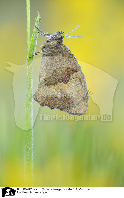 Groes Ochsenauge / meadow brown butterfly / DV-02797