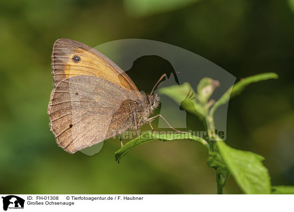 Groes Ochsenauge / Meadow Brown Butterfly / FH-01308