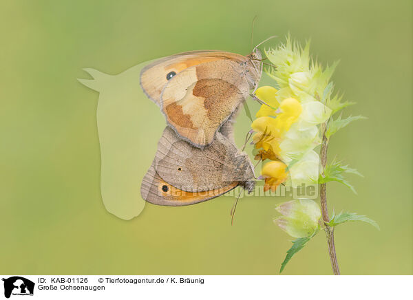 Groe Ochsenaugen / meadow brown butterflies / KAB-01126