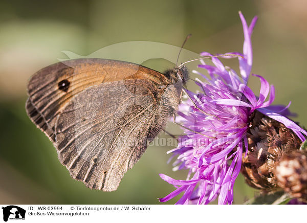Groes Wiesenvgelchen / great heath butterfly / WS-03994