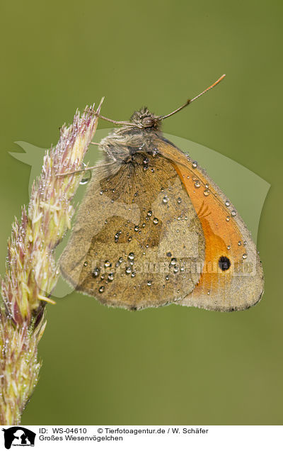 Groes Wiesenvgelchen / great heath butterfly / WS-04610