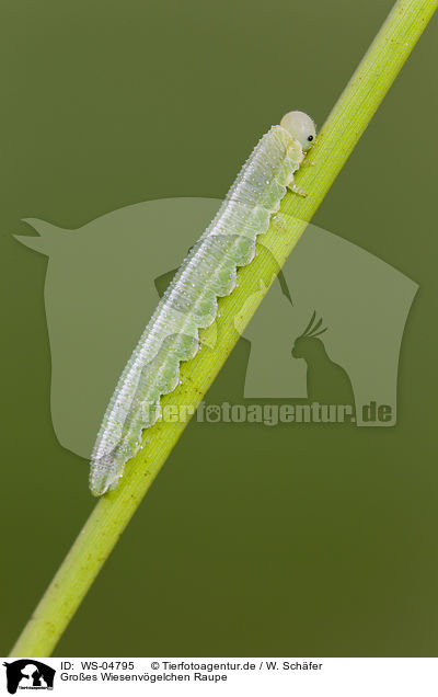 Groes Wiesenvgelchen Raupe / great heath butterfly grub / WS-04795