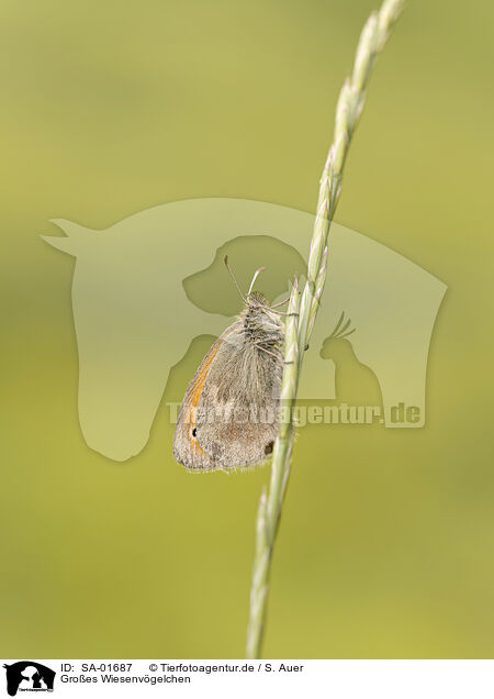 Groes Wiesenvgelchen / great heath butterfly / SA-01687