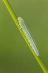 Groes Wiesenvgelchen Raupe