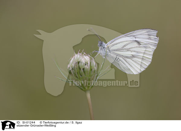 sitzender Grnader-Weiling / sitting Green-veined White / SI-01244