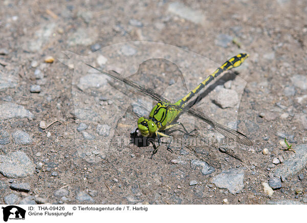 Grne Flussjungfer / green club-tailed dragonfly / THA-09426