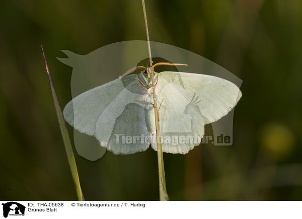 Grnes Blatt / geometer moth / THA-05638