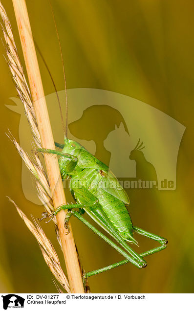 Grnes Heupferd / green grashopper / DV-01277