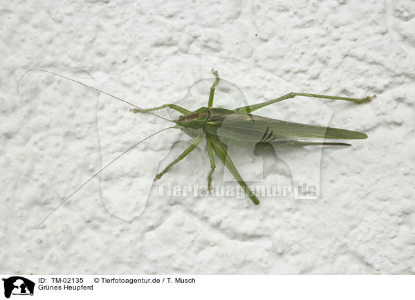 Grnes Heupferd / green bush cricket / TM-02135