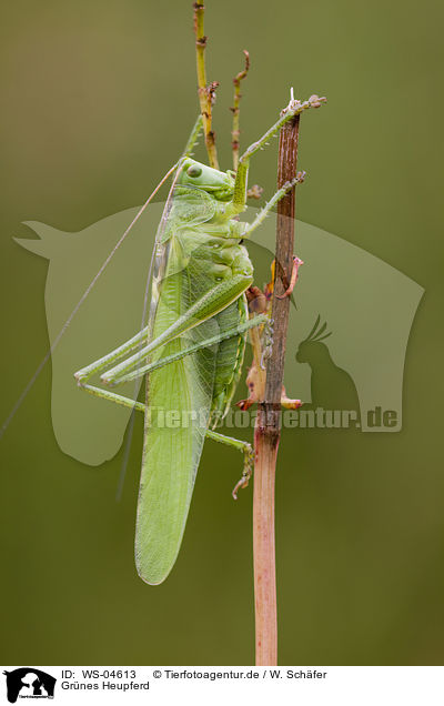 Grnes Heupferd / great green bush cricket / WS-04613