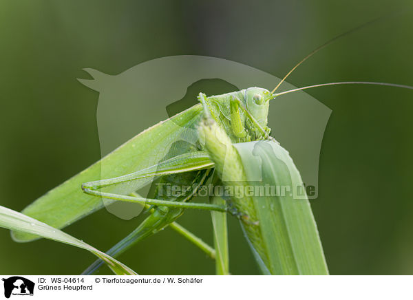 Grnes Heupferd / great green bush cricket / WS-04614