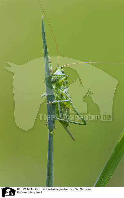 Grnes Heupferd / great green bush cricket / WS-04615