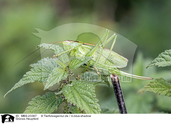 Grnes Heupferd / Great Green Bush Cricket / MBS-23367