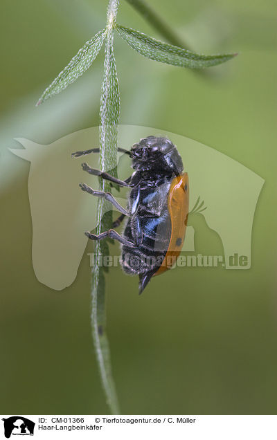 Haar-Langbeinkfer / leaf beetle / CM-01366