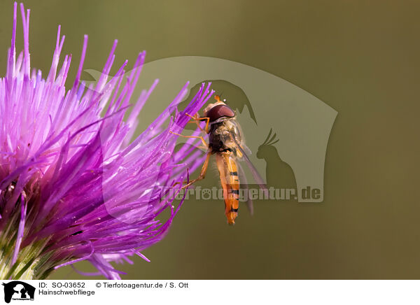 Hainschwebfliege / hoverfly / SO-03652