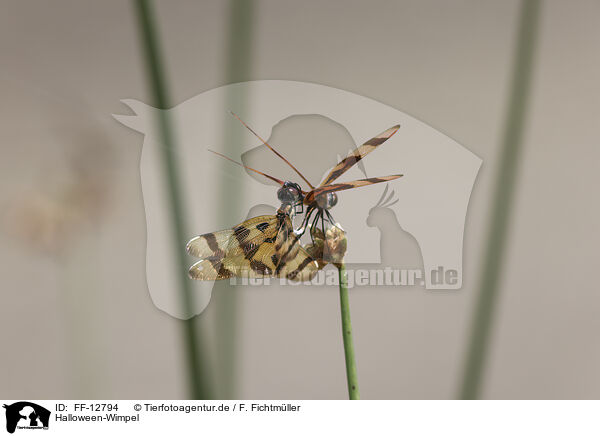 Halloween-Wimpel / Halloween pennant / FF-12794