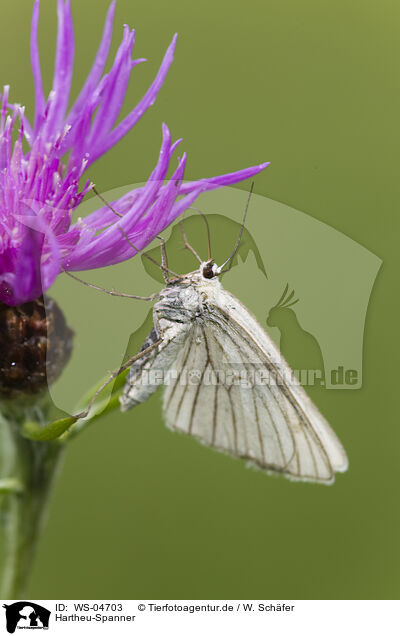 Hartheu-Spanner / black-veined moth / WS-04703
