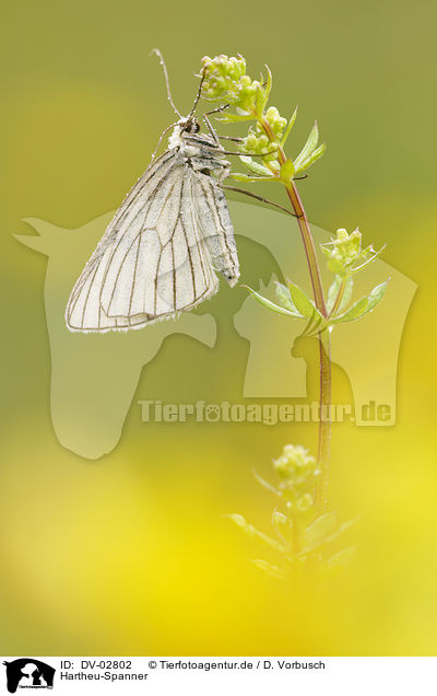 Hartheu-Spanner / black-veined moth / DV-02802
