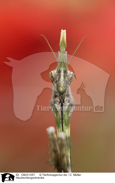 Haubenfangschrecke / conehead mantis / CM-01357