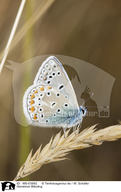 Gemeiner Bluling / common blue / WS-03992