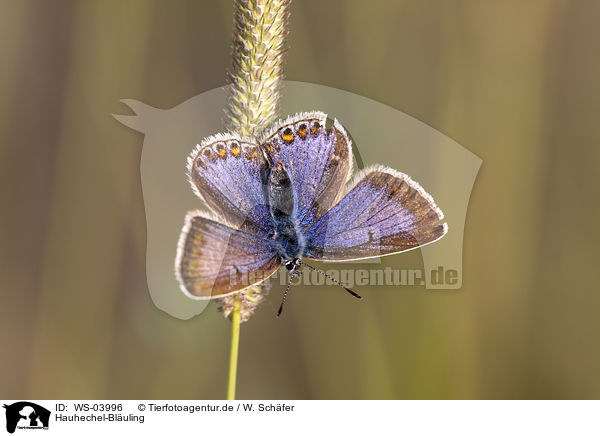 Hauhechel-Bluling / common blue / WS-03996