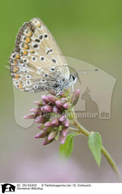 Gemeiner Bluling / common blue / DV-02402