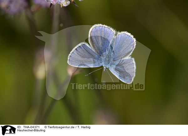 Hauhechel-Bluling / THA-04371