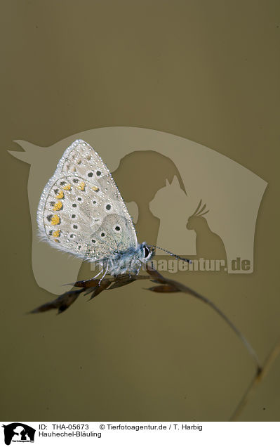 Hauhechel-Bluling / common blue / THA-05673