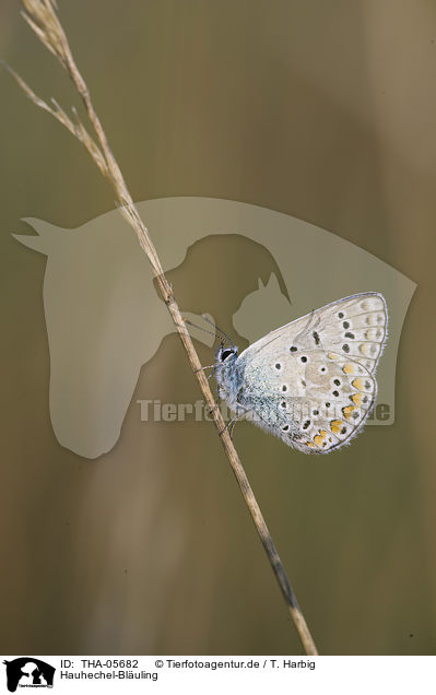 Hauhechel-Bluling / common blue / THA-05682
