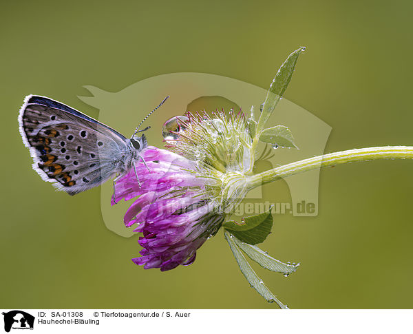 Hauhechel-Bluling / SA-01308