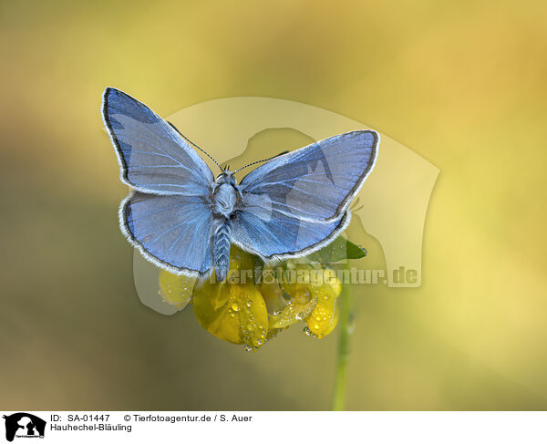 Hauhechel-Bluling / common blue / SA-01447