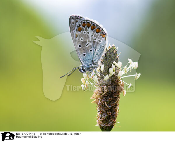 Hauhechel-Bluling / common blue / SA-01448