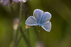 Hauhechel-Bluling