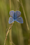 Hauhechel-Bluling