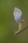 Hauhechel-Bluling