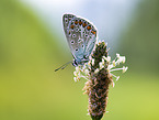 Hauhechel-Bluling