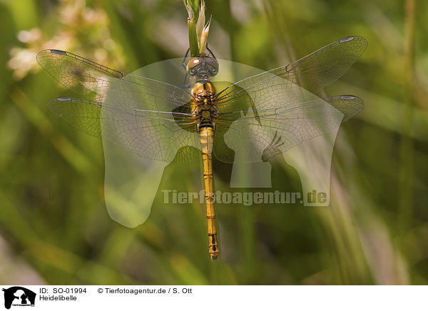 Heidelibelle / dragonfly / SO-01994