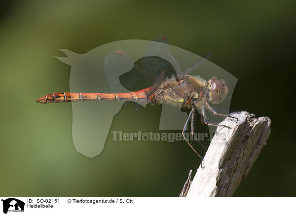 Heidelibelle / dragonfly / SO-02151