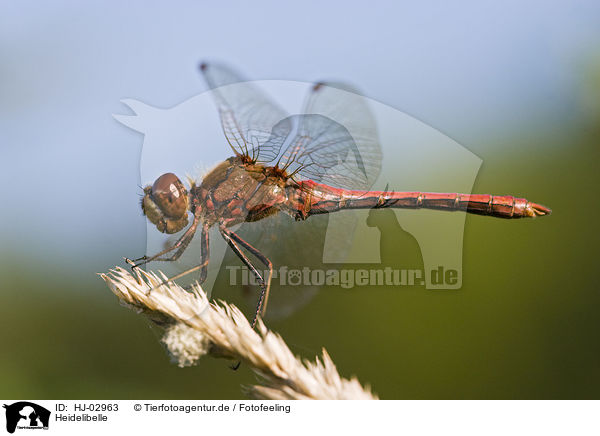 Heidelibelle / HJ-02963