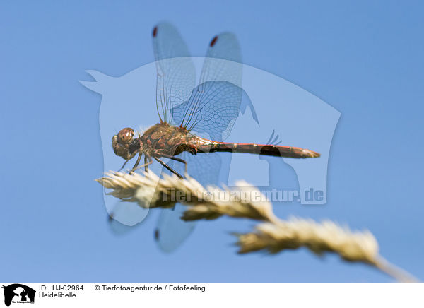 Heidelibelle / darter / HJ-02964