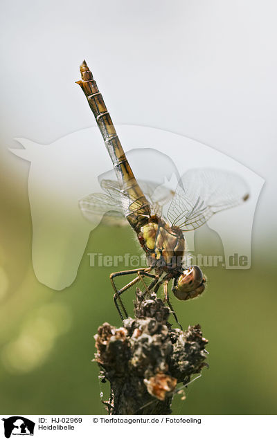 Heidelibelle / darter / HJ-02969