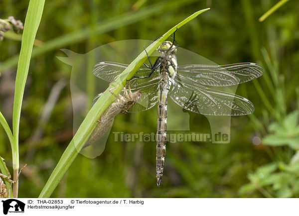 Herbstmosaikjungfer / THA-02853